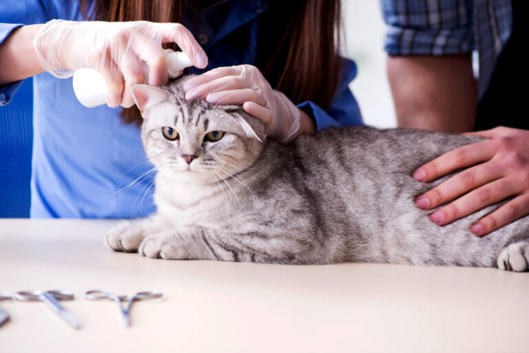 你家的猫口臭吗?——4个不起眼的原因,让猫口臭到无法呼吸