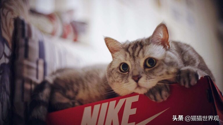 你家的猫口臭吗?——4个不起眼的原因,让猫口臭到无法呼吸