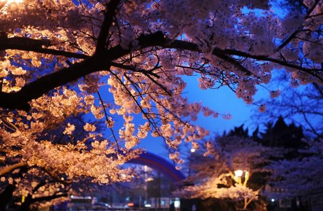 想看一场最美樱花雨，国内这些地方就可以