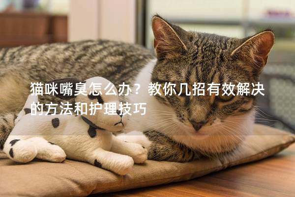 猫咪嘴臭怎么办？教你几招有效解决的方法和护理技巧