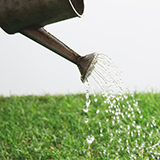 雌雄異株についてなんですが、梅の木は雌雄異株なんでしょうか?友人は雌雄異株だと言うのですが、検索してもウメモドキは雌雄異株と載っているんですが、梅についての記述は見つかりません。どなたか詳しい人、よろしくおねがいします。