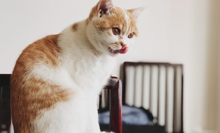 你家的猫口臭吗?——4个不起眼的原因,让猫口臭到无法呼吸