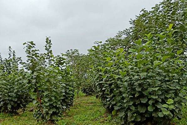 什么树常年开花 开花很好看的树